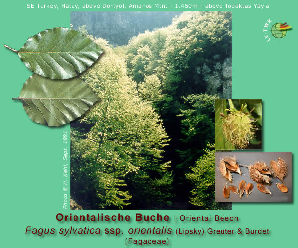 Fagus sylvatica ssp. orientalis (Lipsky) Greuter & Burdet (Orientalische Buche / Oriental Beech)