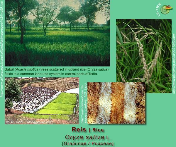 Oryza sativa L.(Reis / Rice)
