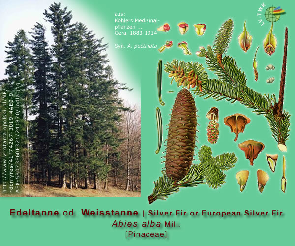 Abies alba Mill. (Edeltanne od. Weisstanne / Silver Fir or Euuropean Silver Fir)