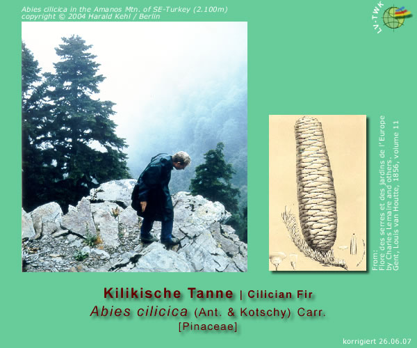 Abies cilicica (Ant. et Kotschy) Carr. (Kilikische Tanne / Cilician Fir)