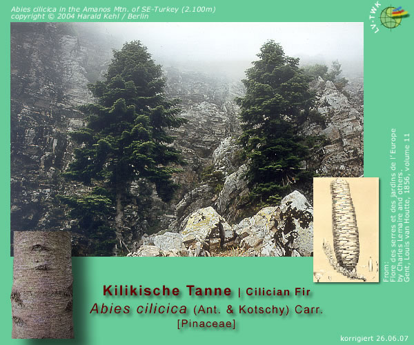 Abies cilicica (Ant. et Kotschy) Carr. (Kilikische Tanne / Cilician Fir)