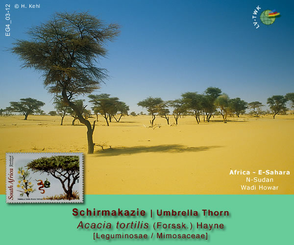 Acacia tortilis (Forssk.) Hayne