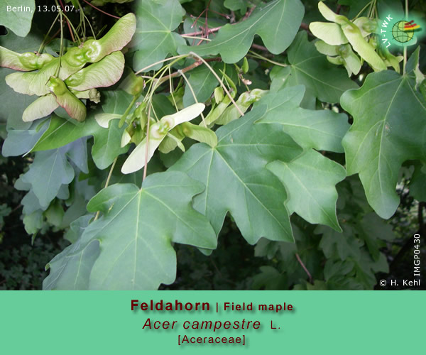 Acer campestre L. (Feldahorn / Field maple)