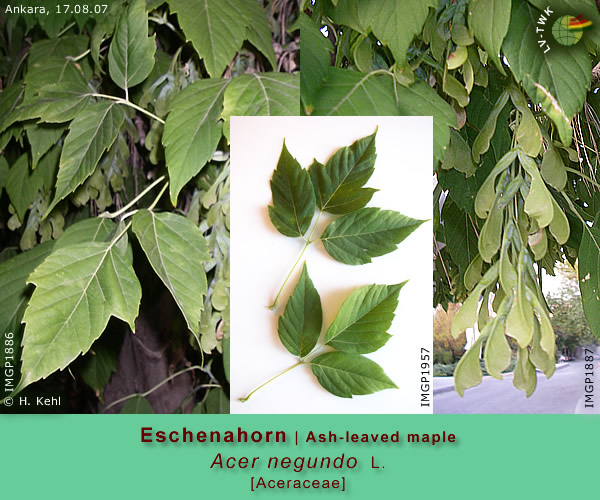 Acer negundo L. (Eschenahorn / Ash-leaved maple)