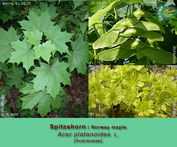 Acer platanoides L. (Spitzahorn / Norway maple)