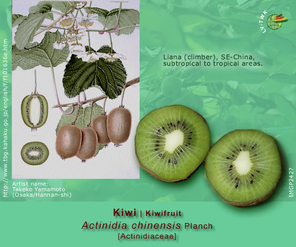Actinidia chinensis Planch (Kiwi / Kiwifruit)