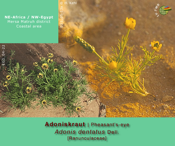 Adonis dentatus Dell.