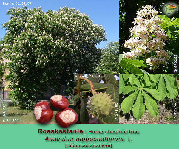 Aesculus hippocastanum L. (Rosskastanie / Horse chestnut tree)
