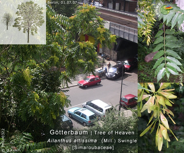 Ailanthus altissima (Mill.) Swingle (Götterbaum / Tree of Heaven)