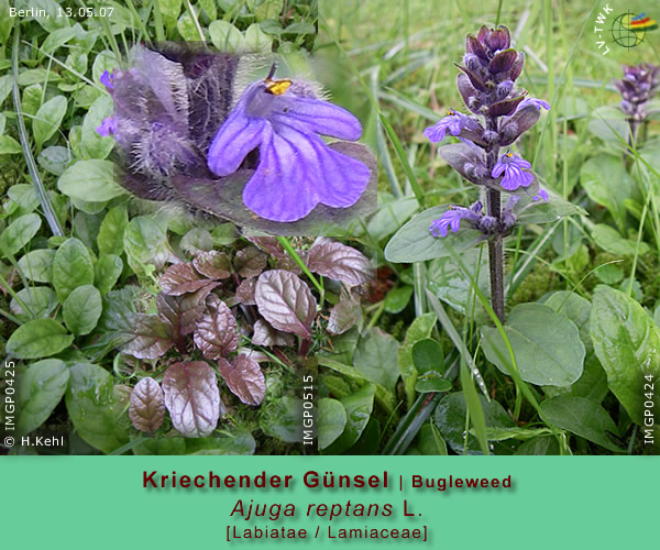 Ajuga reptans L. (Kriechender Günsel / Bugleweed)