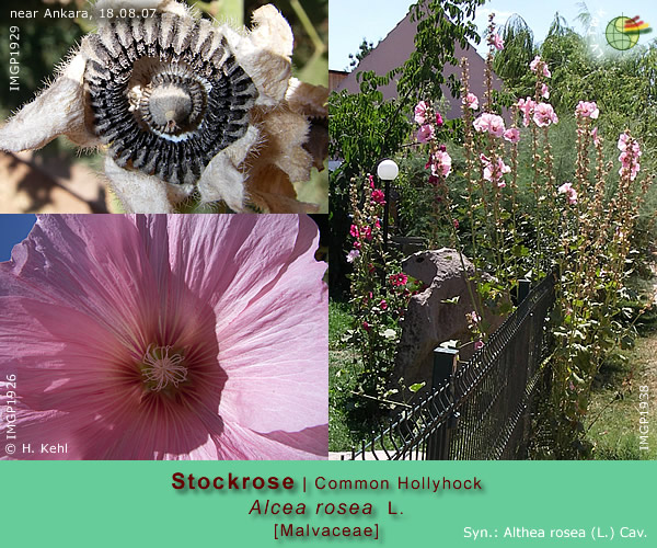 Alcea rosea L. (Stockrose / Common Hollyhock)