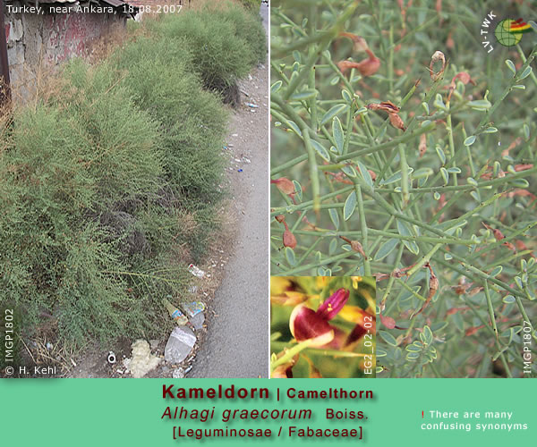 Alhagi pseudalhagi (M.Bieb.) Desv. (Kameldorn / Camelthorn)