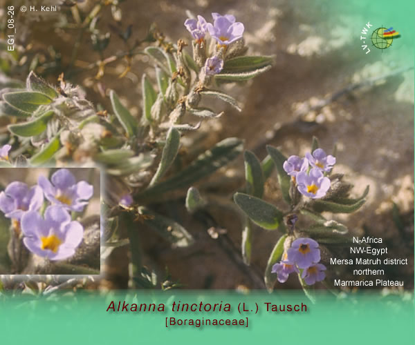 Alkanna tinctoria (L.) Tausch