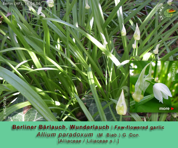 Allium paradoxum (M.Bieb.) G.Don. (Wunderlauch / Few flowered garlic)