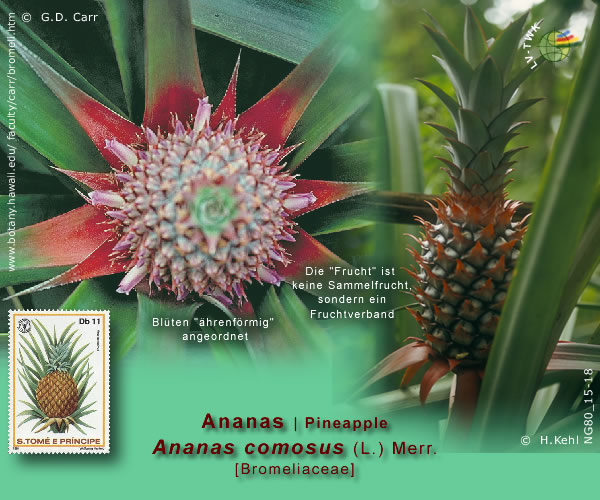 Ananas comosus (L.) Merr.