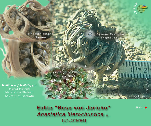 Anastatica hierochuntica L. [Echte "Rose von Jericho" / Rose of Jericho]