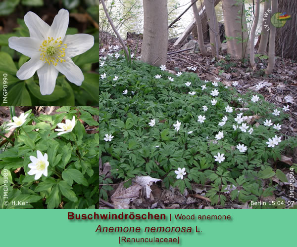 Anemone nemorosa L. (Buschwindröschen / Wood Anemone)