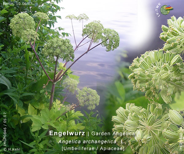 Angelica archangelica L. (Engelwurz / Garden Angelica)