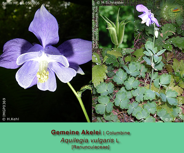 Aquilegia vulgaris L. (Gemeine Akelei / Columbine)