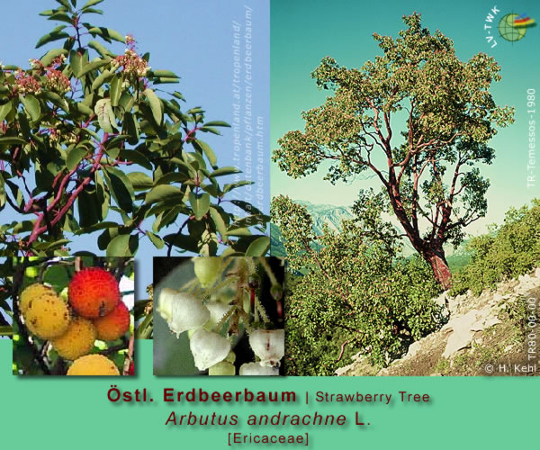 Arbutus andrachne L. (Ostmediterraner Erdbeerbaum / Strawberry Tree)