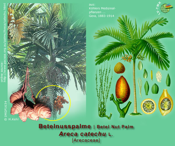 Areca catechu L.(Betelnusspalme)