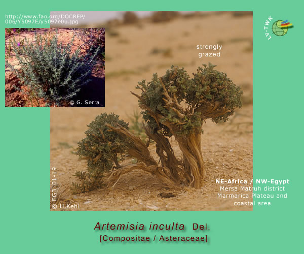 Artemisia inculta Del.