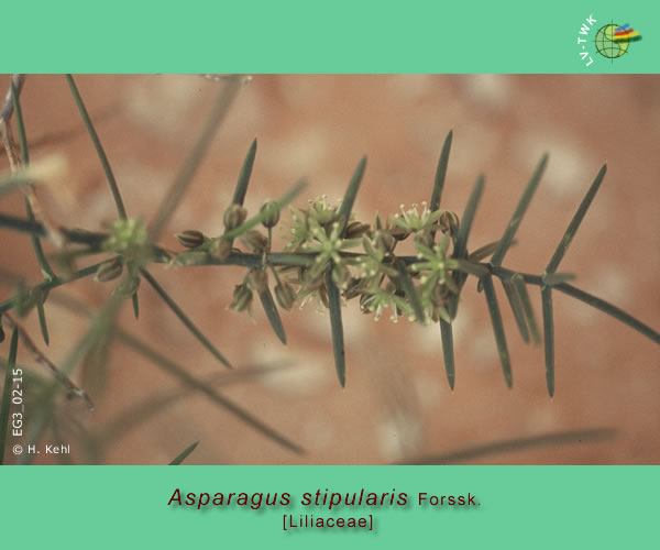 Asparagus stipularis Forssk.