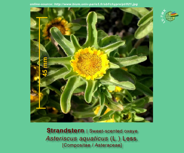 Asteriscus aquaticus (L.) Less. (Strandstern / Sweet-scented Oxeye)