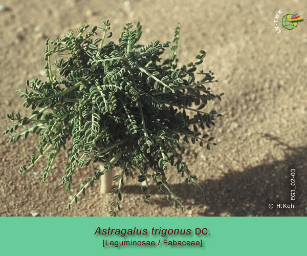 Astragalus trigonus DC