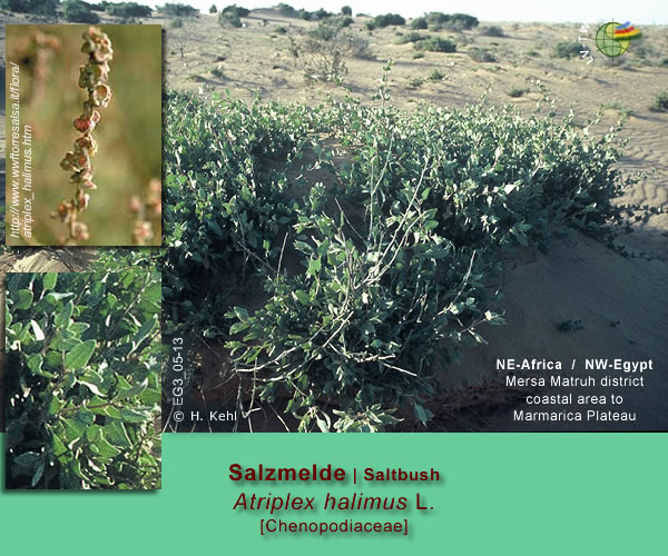 Atriplex halimus L.