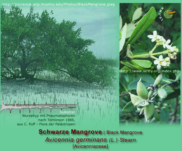 Avicennia germinans (L.) Stearn. (Schwarze Mangrove / Black Mangrove)