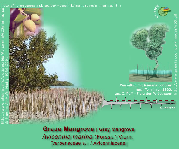 Avicennia marina (Forssk.) Vierh. (Graue Mangrove / Grey Mangrove)