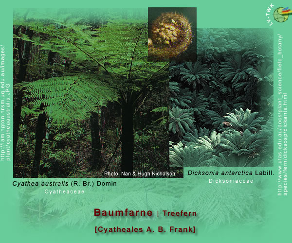 Baumfarne, z.B. Cyathea australis und Dicksonia antarctica