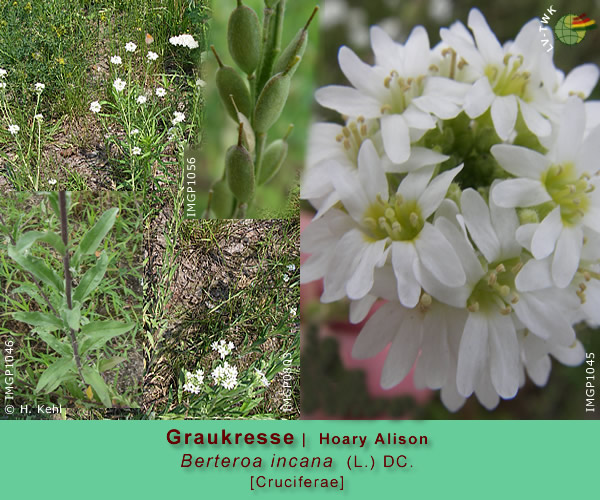 Berteroa incana (L.) DC. (Graukresse / Hoary Alison)