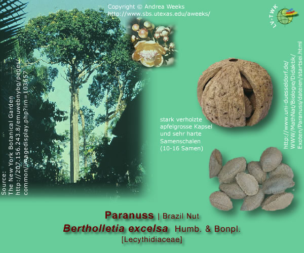Bertholletia excelsa Humb. & Bonpl. (Paranuss / Castanheira)