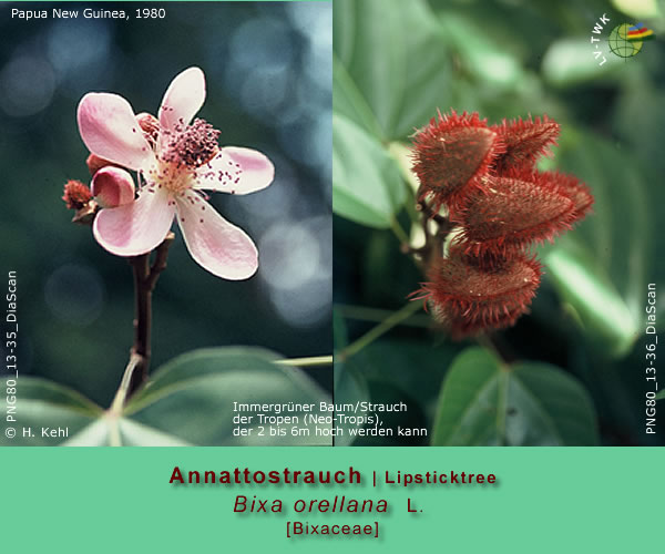 Bixa orellana L. (Annattostrauch / Lipsticktree)