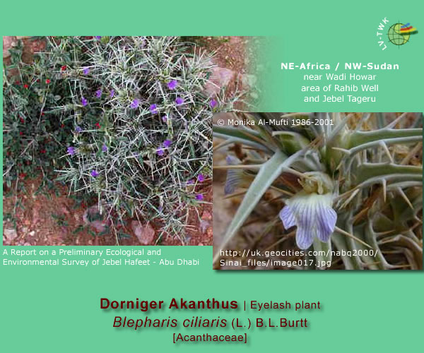 Blepharis ciliaris (L.) B.L.Burtt