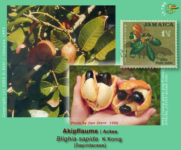 Blighia sapida K.Konig  (Akipflaume / Ackee)
