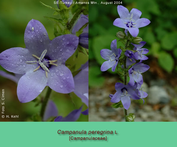 Campanula peregrina L.