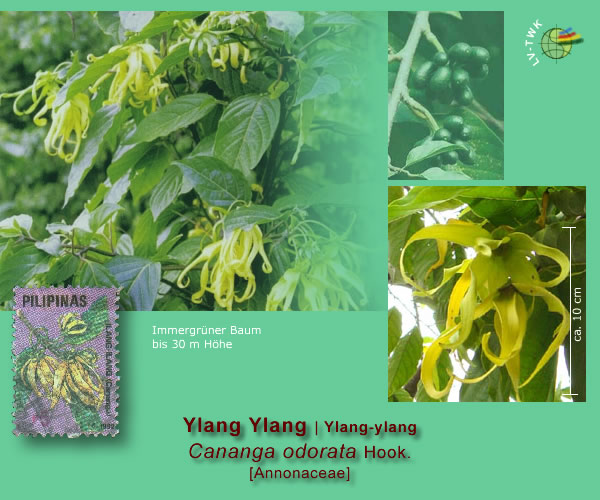 Cananga odorata Hook. (Ylang Ylang)