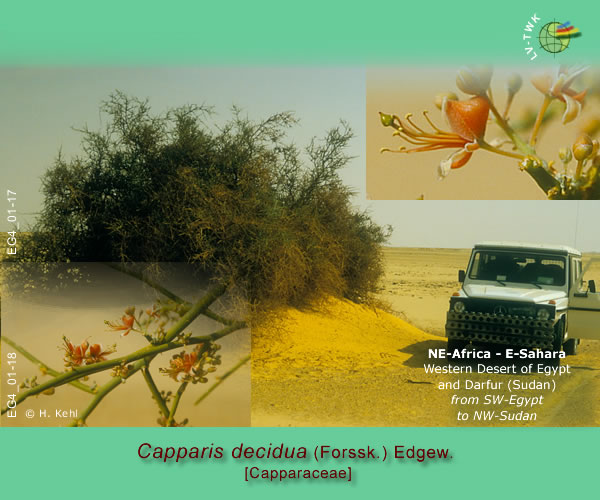 Capparis decidua (Forssk.) Edgew.