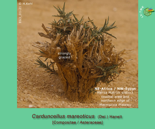 Carduncellus mareoticus (Del.)  Hanelt