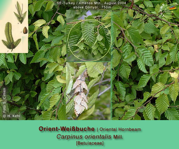 Carpinus orientalis Mill. (Orientalische Weissbuche / Oriental Hornbeam)