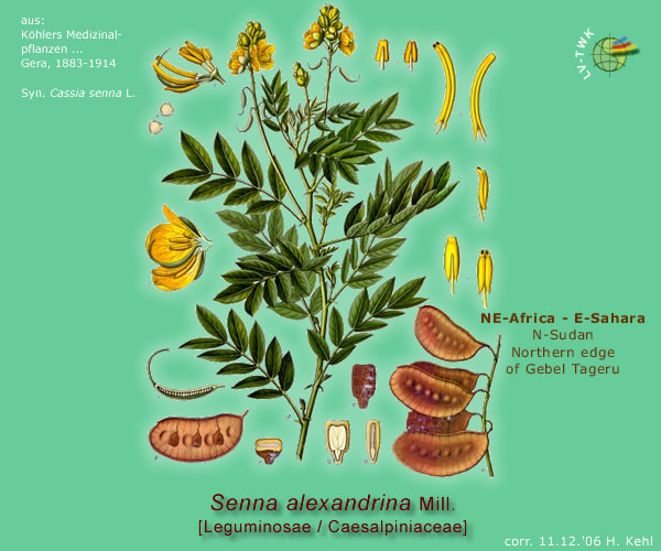 Senna alexandrina Mill.