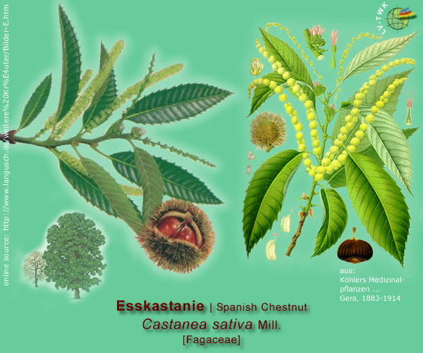 Castanea sativa Mill. (Esskastanie / Spanish Chestnut)
