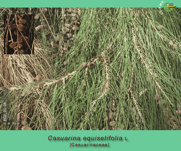 Casuarina equisetifolia L.