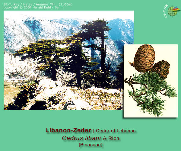 Cedrus libani  A. Rich. (Libanon-Zeder / Cedar of Lebanon)