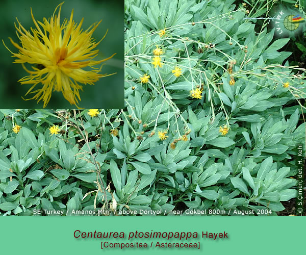 Centaurea ptosimopappa Hayek