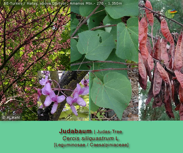 Cercis siliquastrum L. (Judasbaum / Judas Tree)