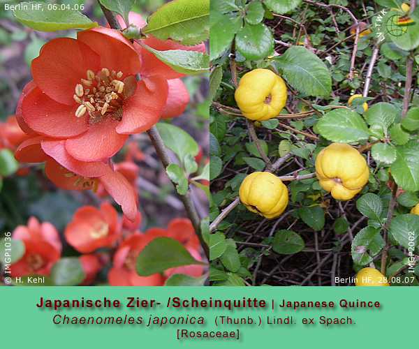 Chaenomeles japonica (Thunb.) Lindl. ex Spach. (Japanische Zierquitte Scheinquitte / Japanese Quince)